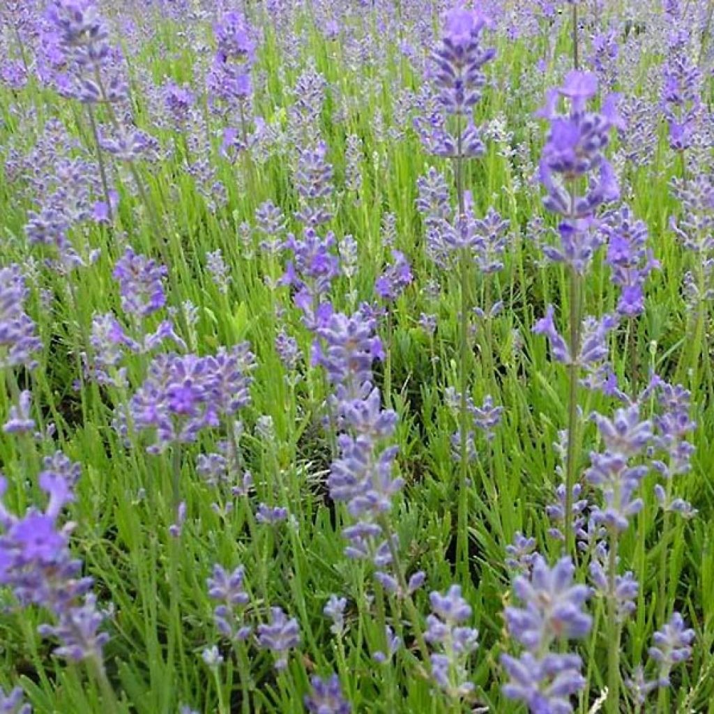 Lavande vraie Middachten - Lavandula angustifolia Middachten