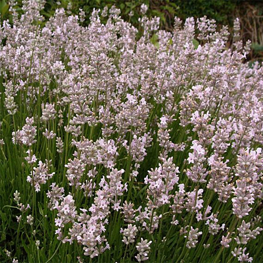 Lavandula angustifolia Rosea - Echter Lavendel