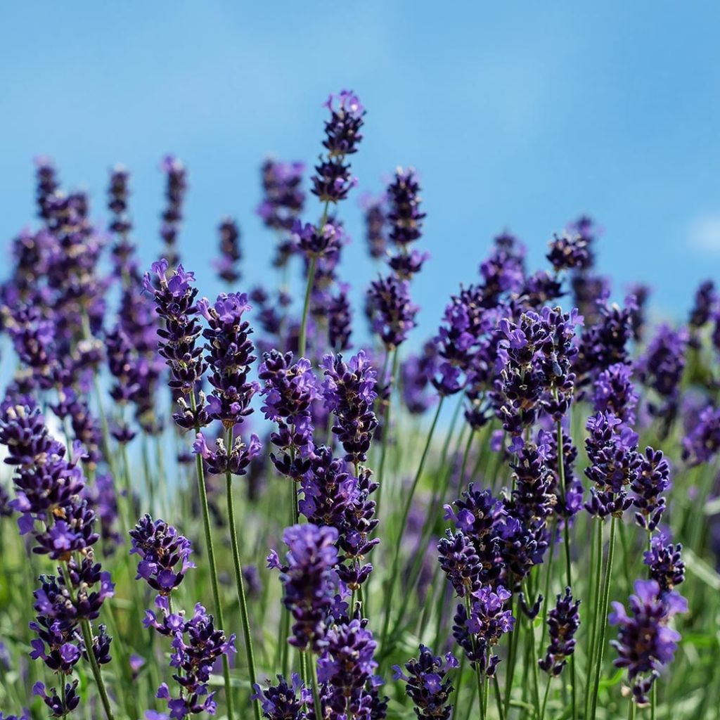 Lavandula angustifolia Siesta - Echter Lavendel