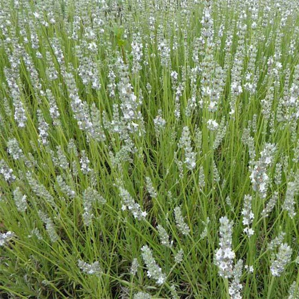 Lavandula angustifolia Silbermöwe - Echter Lavendel