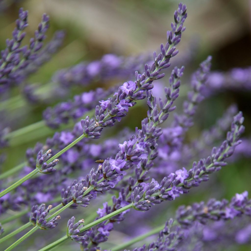 Lavandula intermedia Grosso - Provence-Lavendel