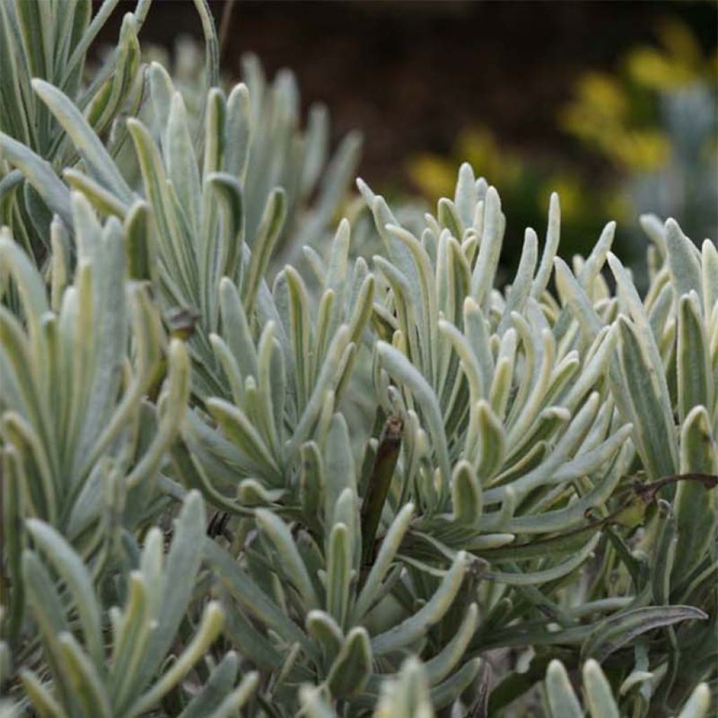 Lavandula intermedia Walburton's Silver Edge - Provence-Lavendel