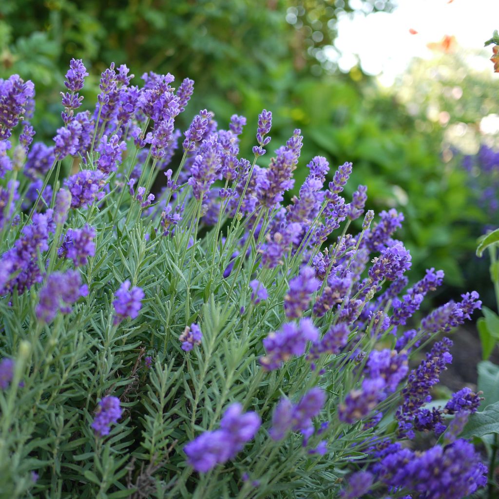 Lavandula intermedia Dutch Group - Provence-Lavendel