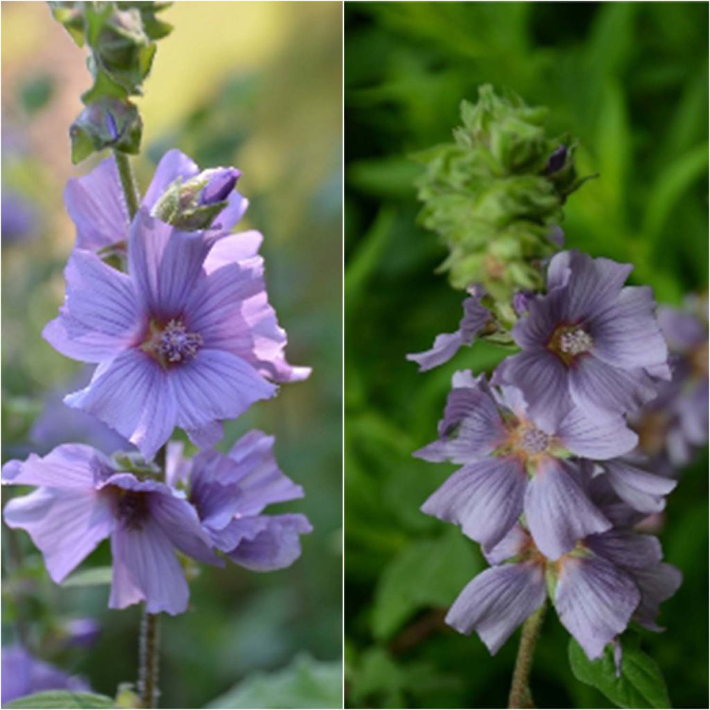 Buschmalve Blue Bird - Lavatera