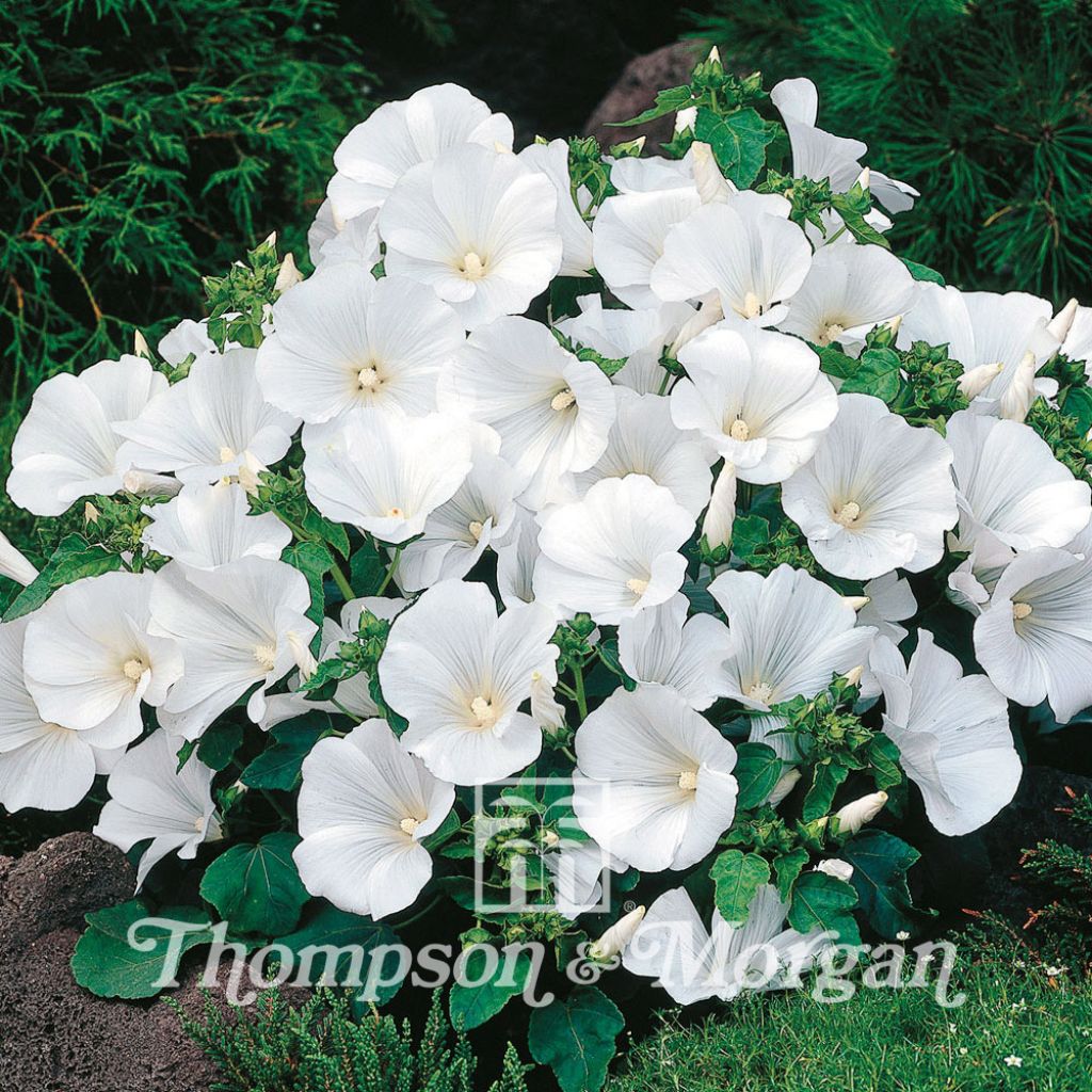 Bechermalve Twins Cool White (Samen) - Lavatera