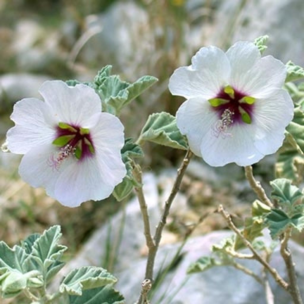 Lavatera maritima - Mittelmeer-Strauchmalve