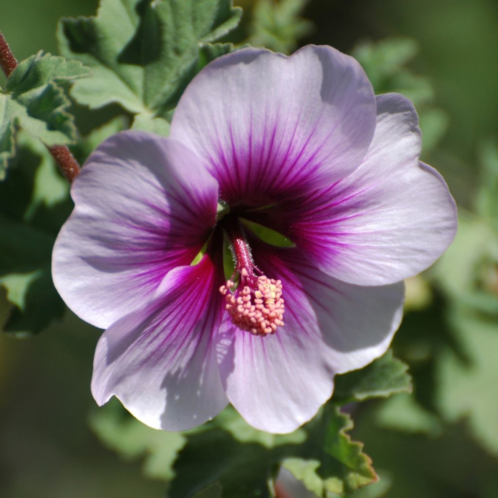 Lavatera maritima - Mittelmeer-Strauchmalve