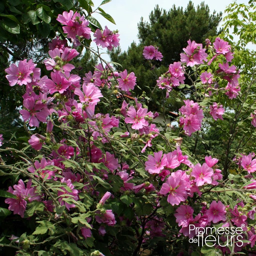 Lavatera olbia Rosea - Strauchpappel