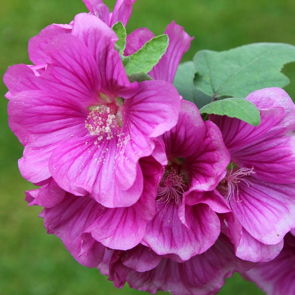 Lavatera thuringiaca Bredon Springs - Strauchpappel