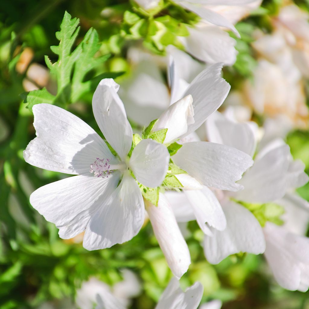 Lavatera thuringiaca First Light - Strauchpappel