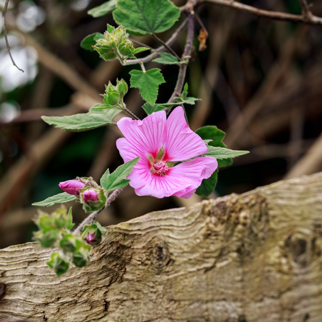 Buschmalve Candy Floss - Lavatera