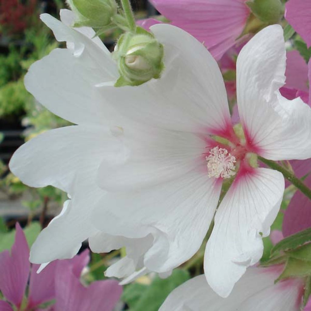 Lavatère - Lavatera Blushing Bride