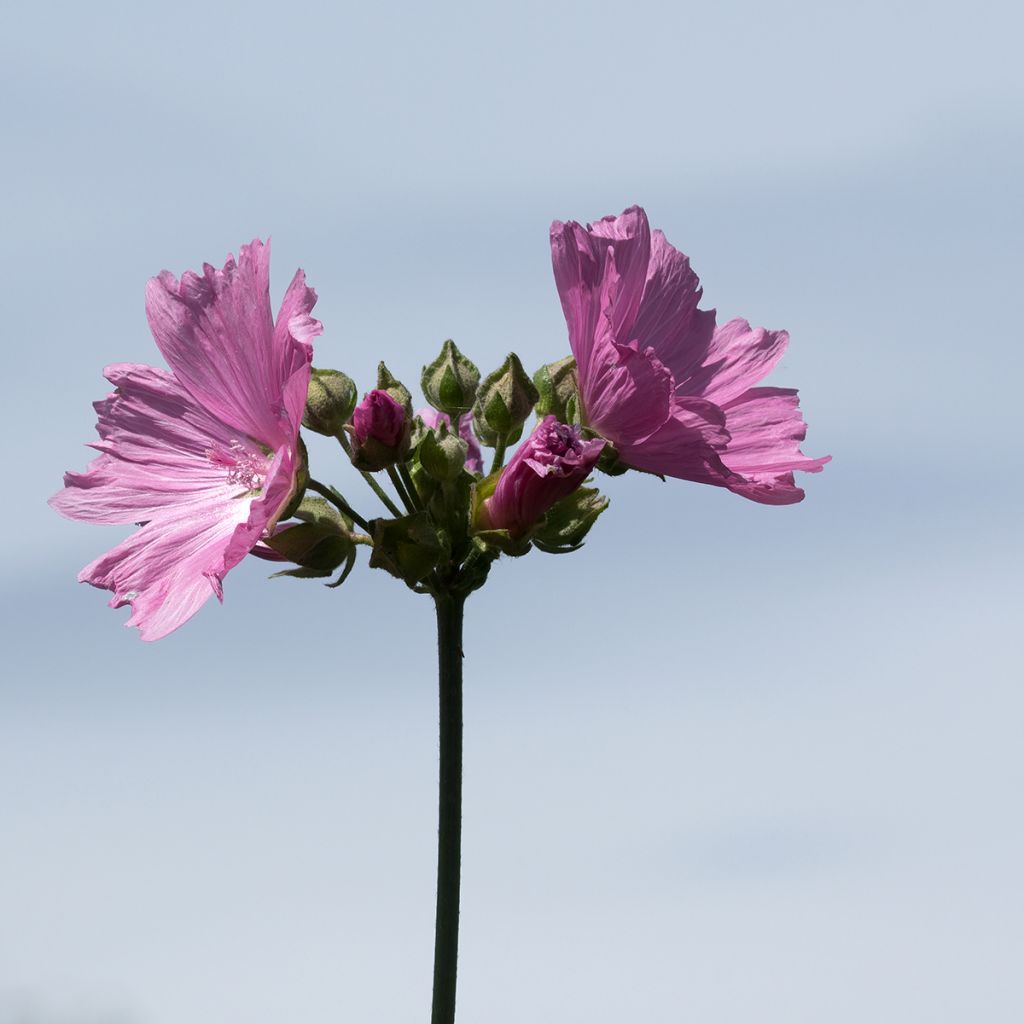 Lavatera olbia Rosea - Strauchpappel