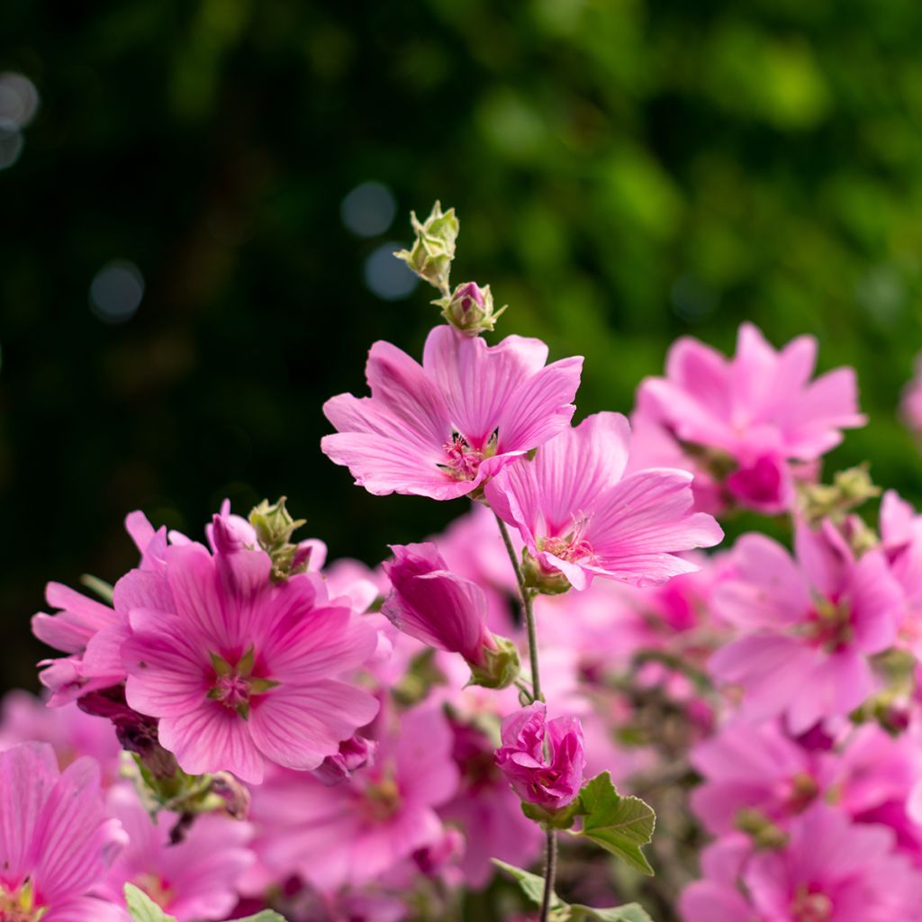 Lavatera olbia Rosea - Strauchpappel