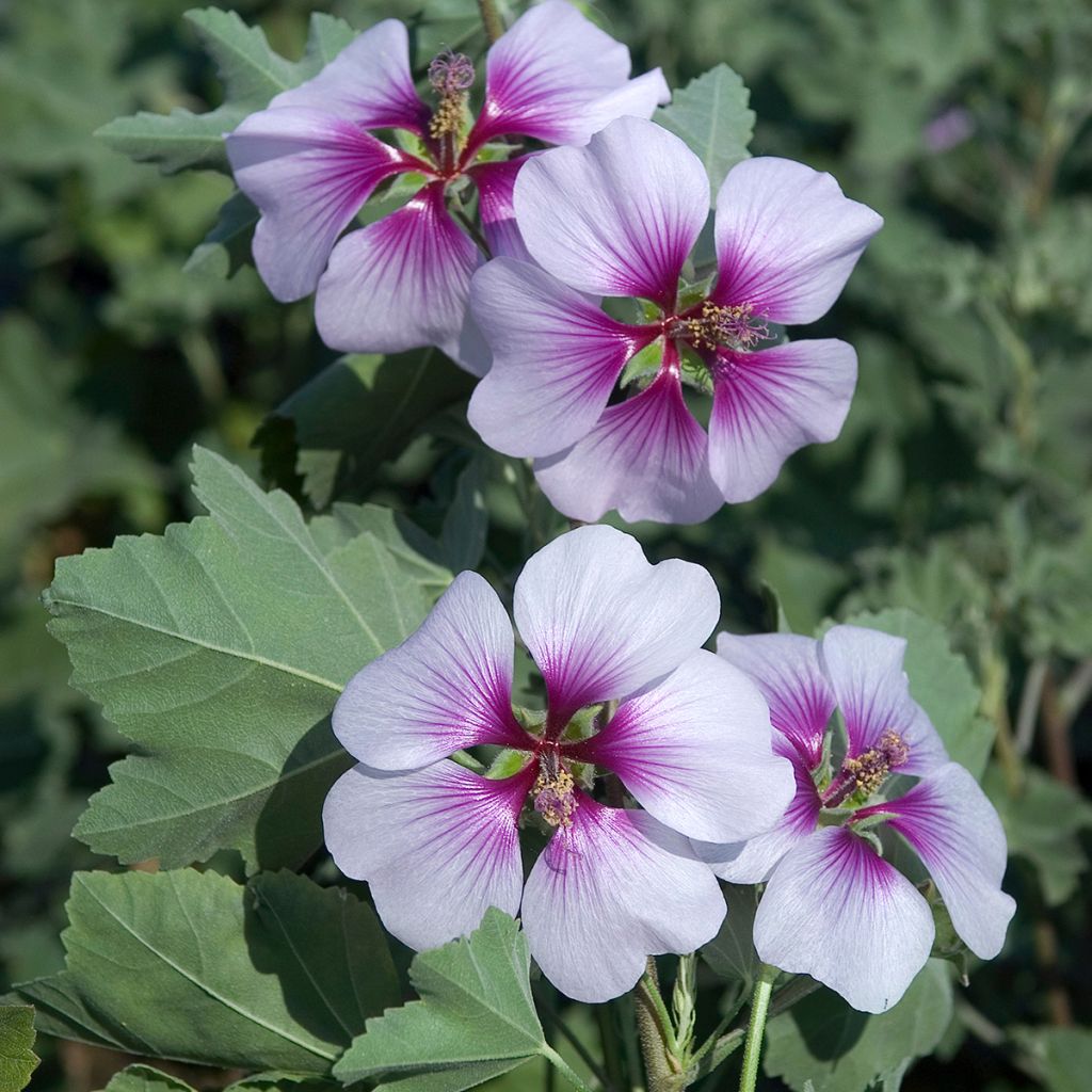 Lavatera maritima Bicolor - Mittelmeer-Strauchmalve