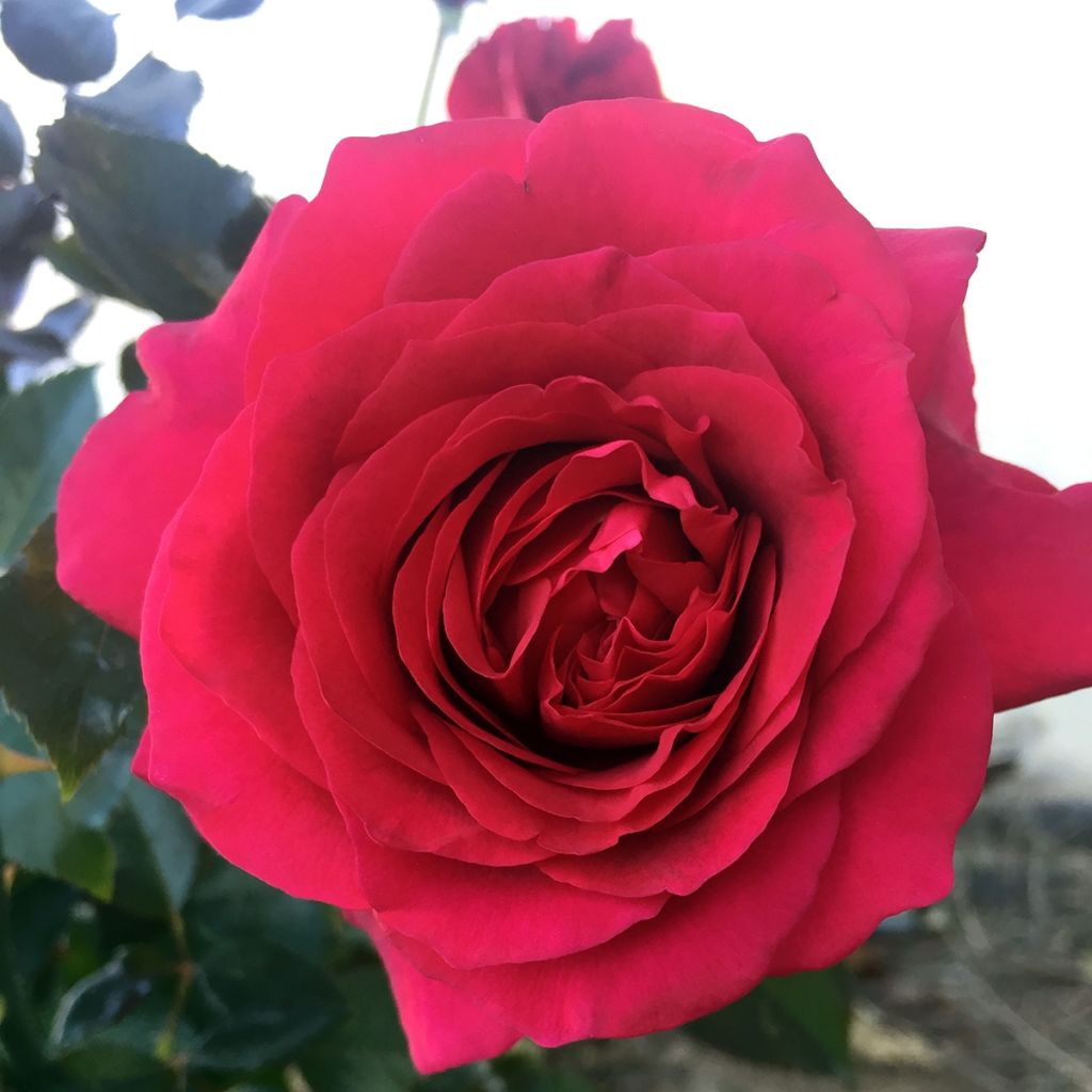 Rosa Roi de Coeur - Edelrose