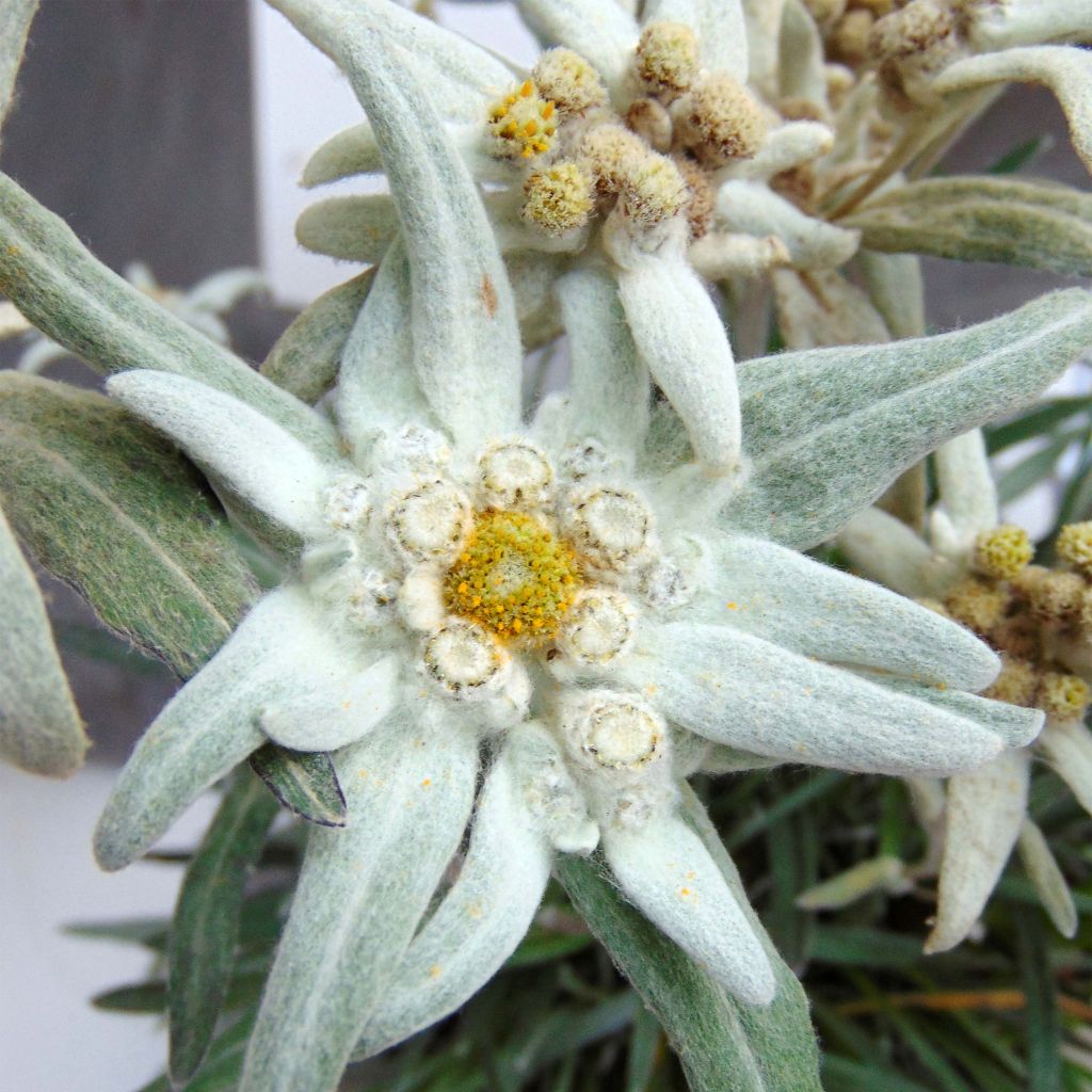 Leontopodium alpinum Blossom of Snow - Edelweiss des Alpes