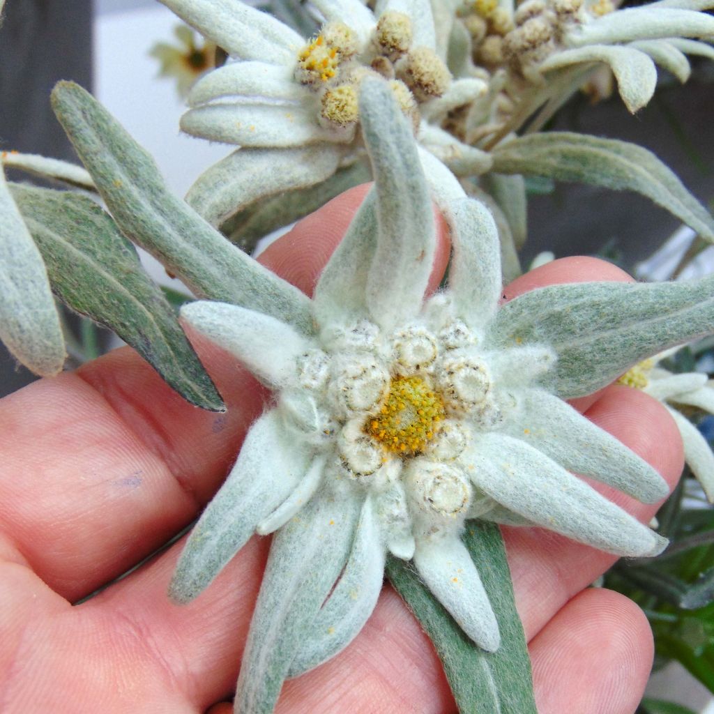 Leontopodium alpinum Blossom of Snow - Edelweiss des Alpes