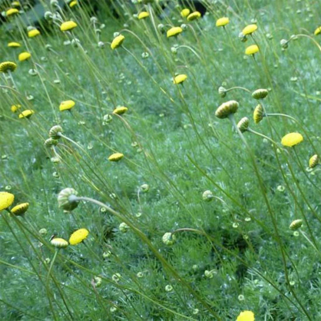 Cotula hispida - Laugenblume