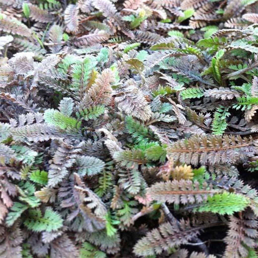 Leptinella potentillina - Fingerkraut Fiederteppich