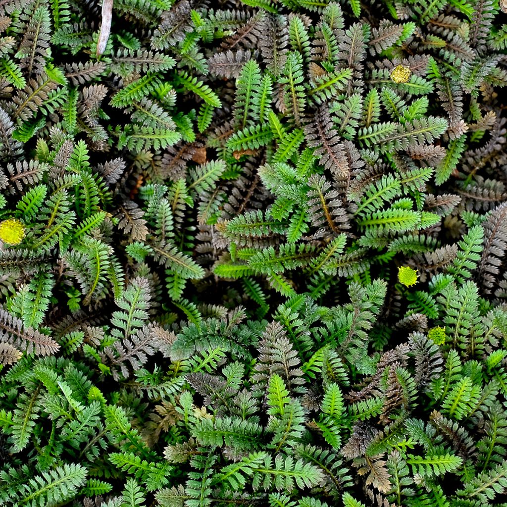 Leptinella potentillina - Fingerkraut Fiederteppich