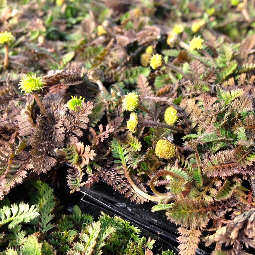 Leptinella squalida - Fiederpolster