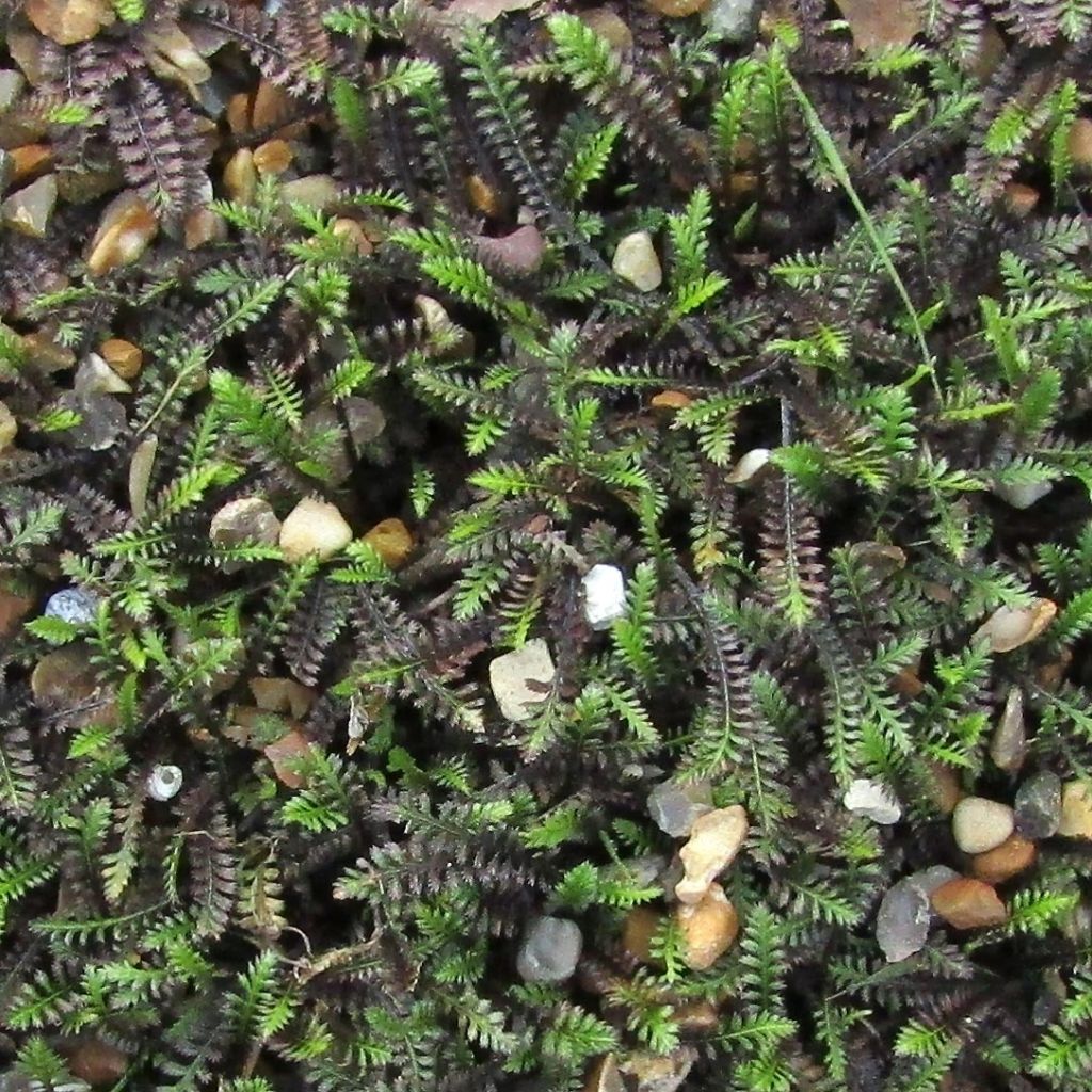 Cotule à bractées - Leptinella squalida