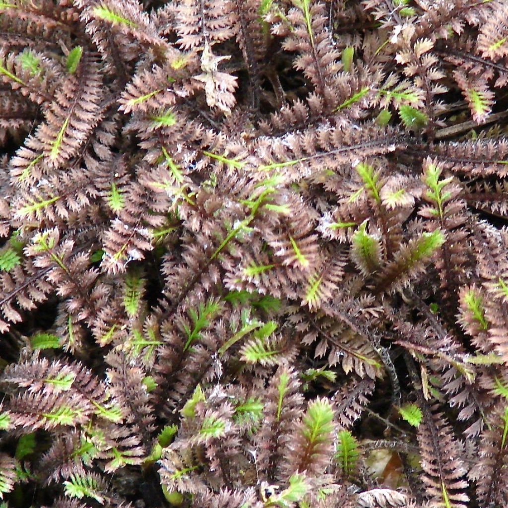 Leptinella squalida Platt's Black