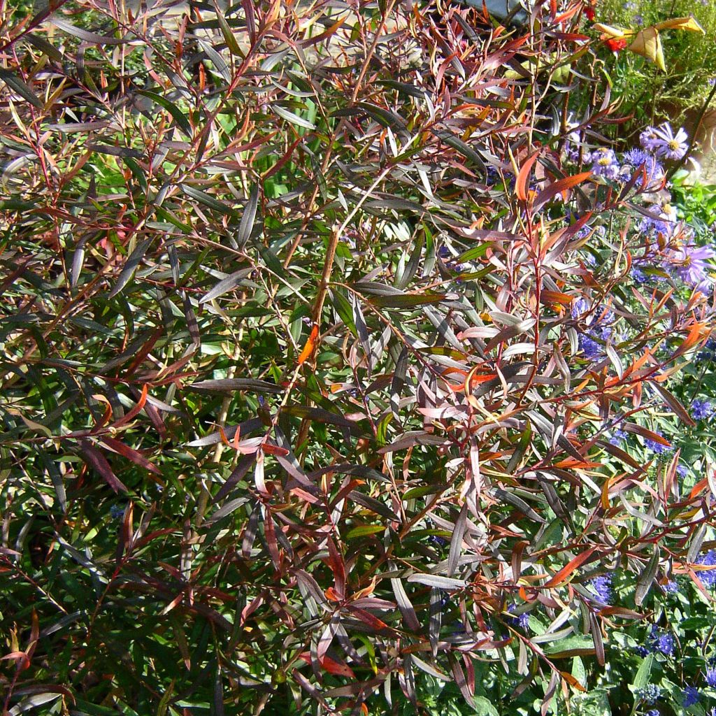 Leptospermum macrocarpum Copper Sheen - Steinsame