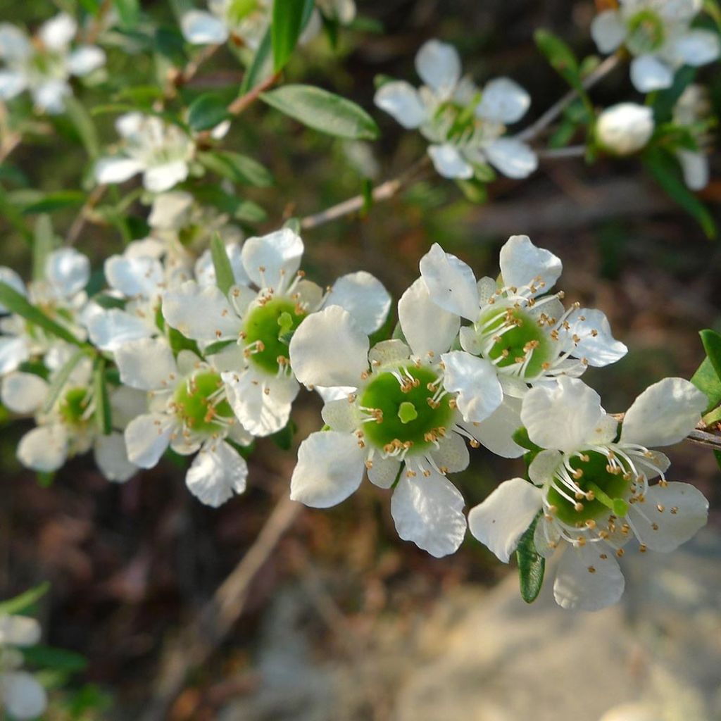 Leptospermum lanigerum Karo Silver Ice - Steinsame