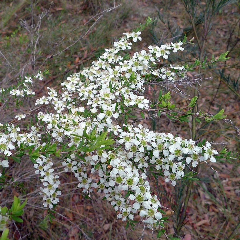 Leptospermum Karo Silver Ice - Arbre à thé