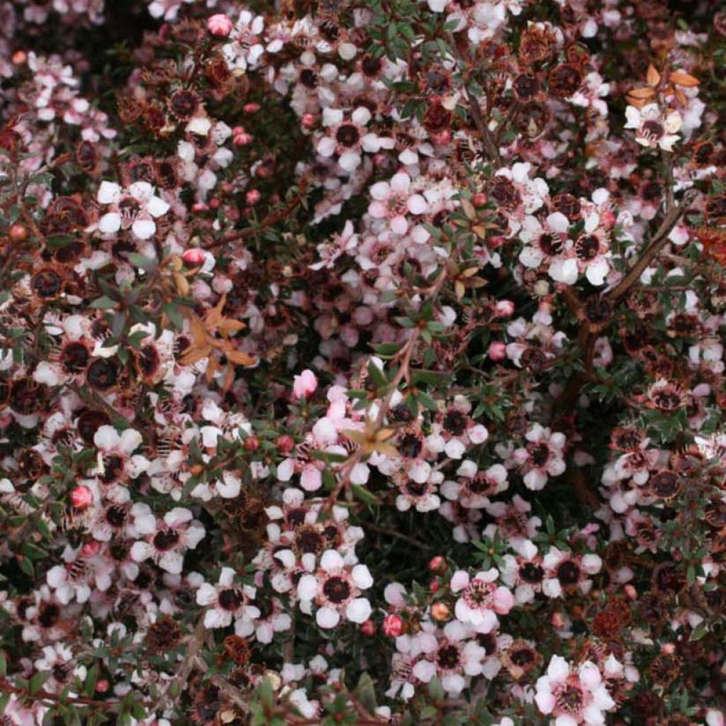 Leptospermum scoparium Nanum Tui - Steinsame