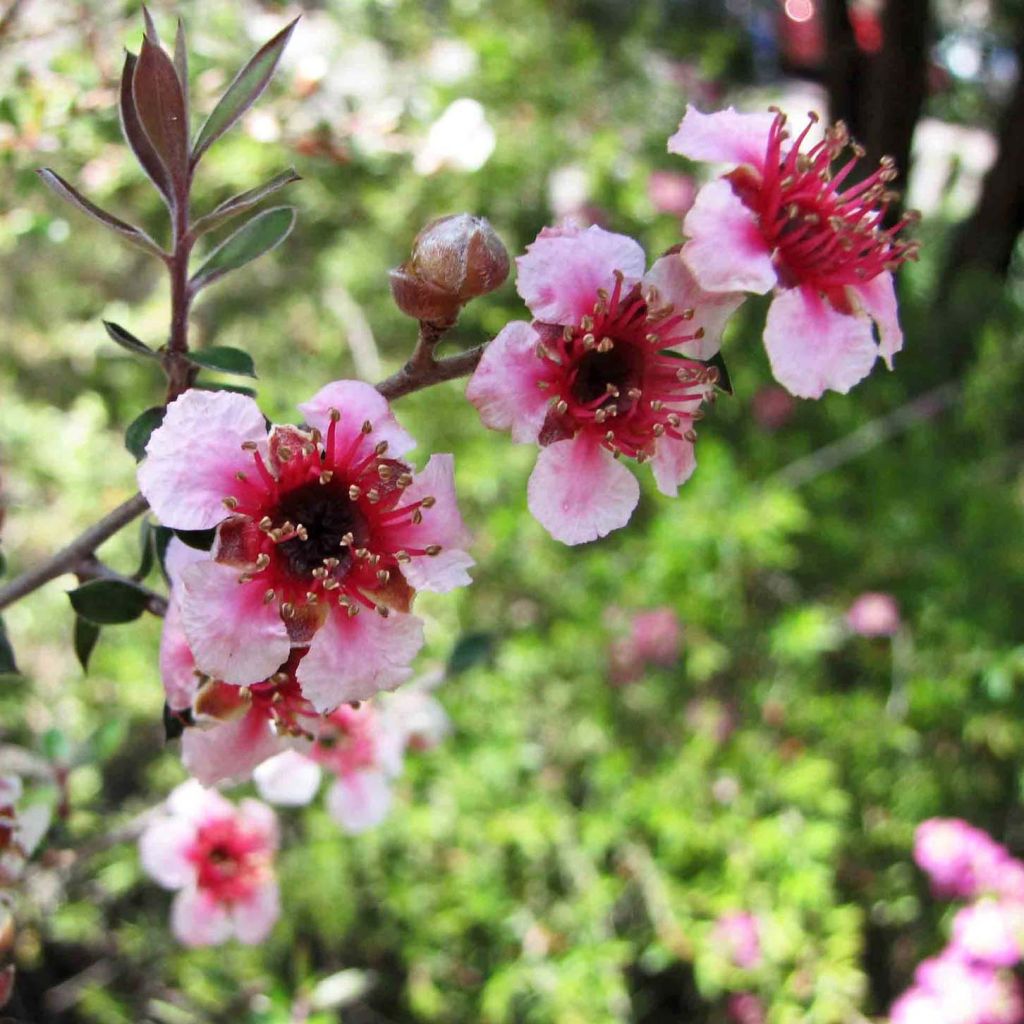 Leptospermum lanigerum Mesmer Eyes - Steinsame