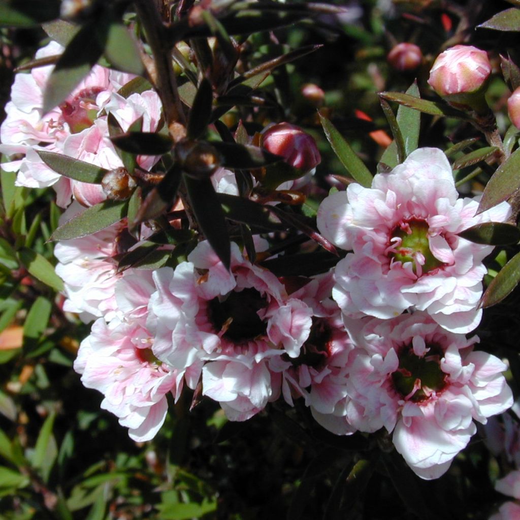 Leptospermum scoparium Apple blossom - Steinsame