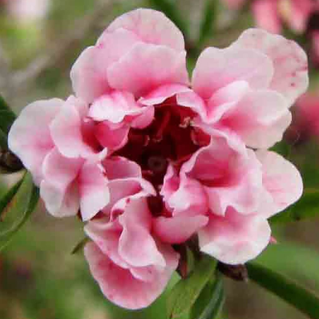 Leptospermum scoparium Apple blossom - Steinsame