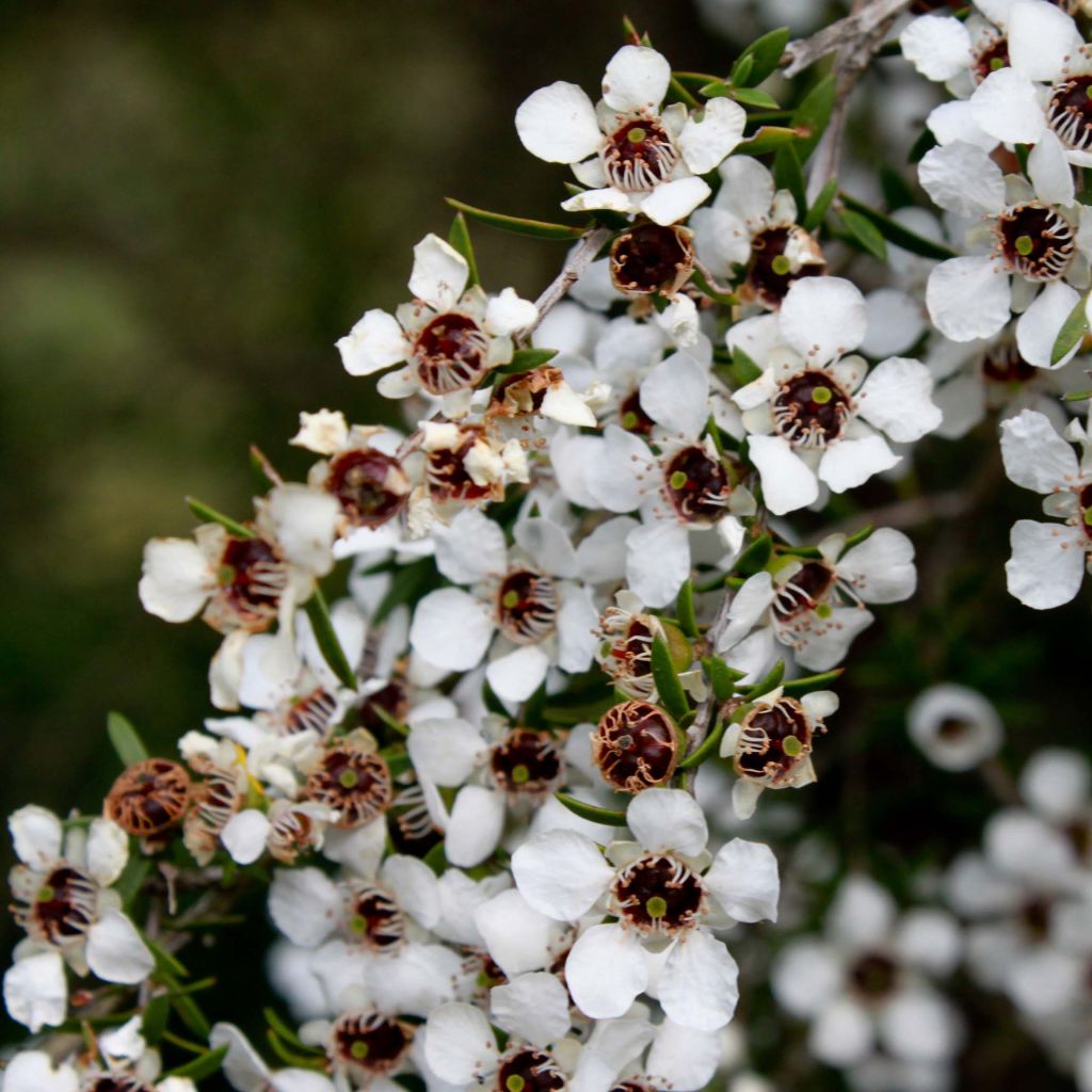 Leptospermum scoparium Blanc - Steinsame