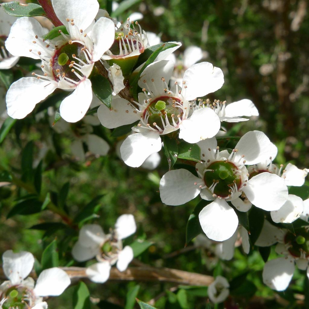 Leptospermum scoparium Blanc - Steinsame