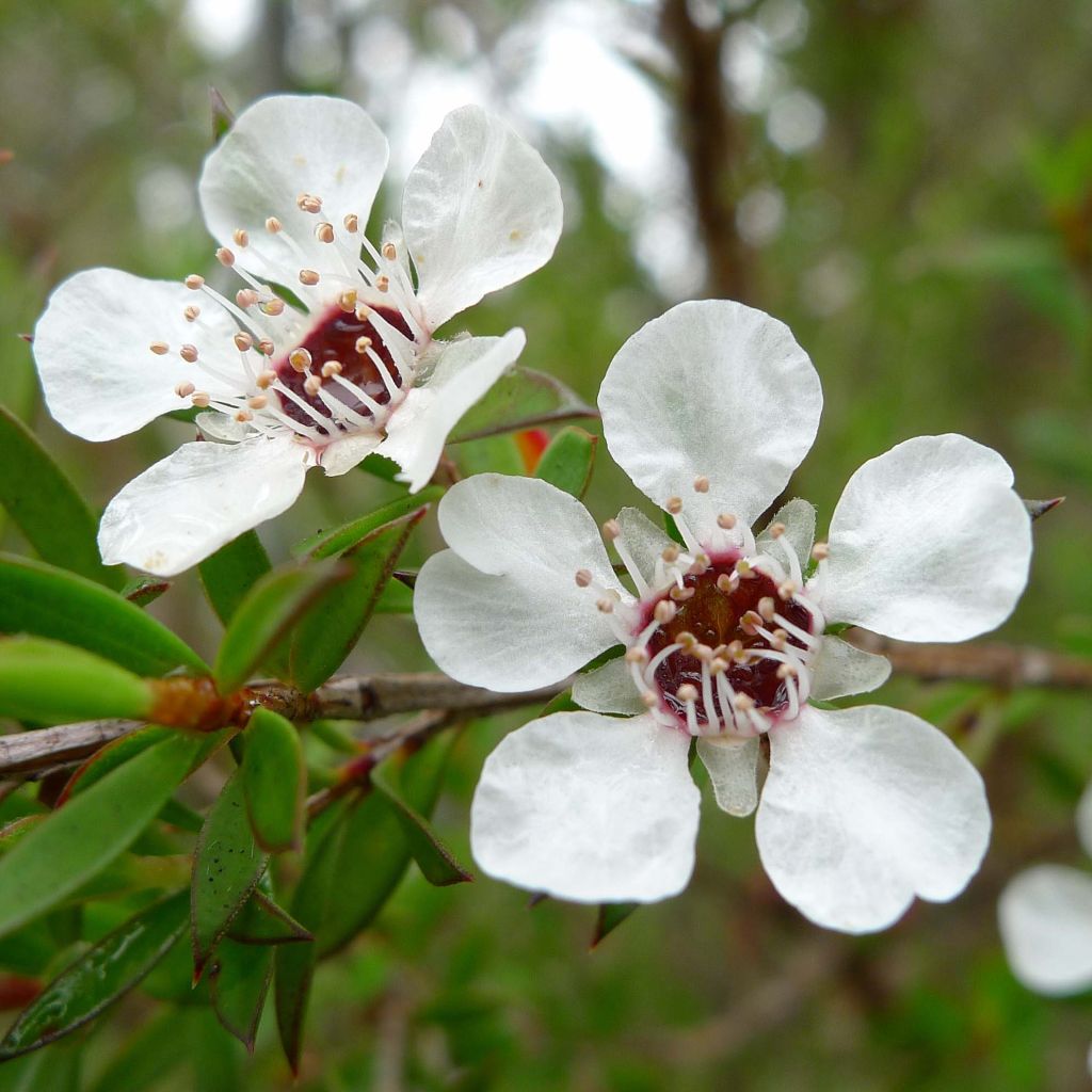 Leptospermum scoparium Blanc - Steinsame