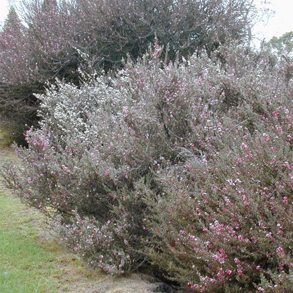 Leptospermum scoparium Blanc - Steinsame