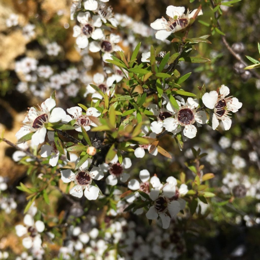 Leptospermum scoparium Blanc - Steinsame