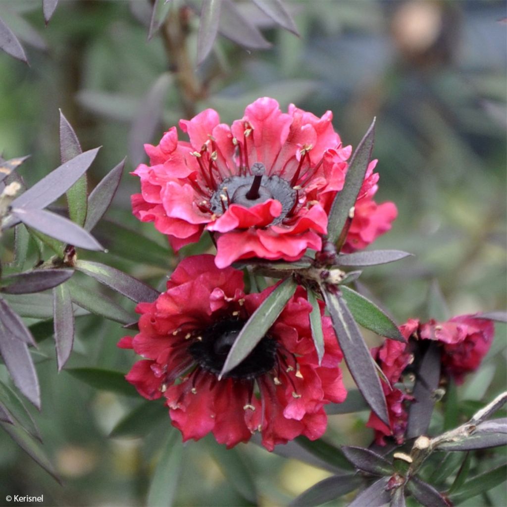 Leptospermum scoparium Crimson Glory - Steinsame