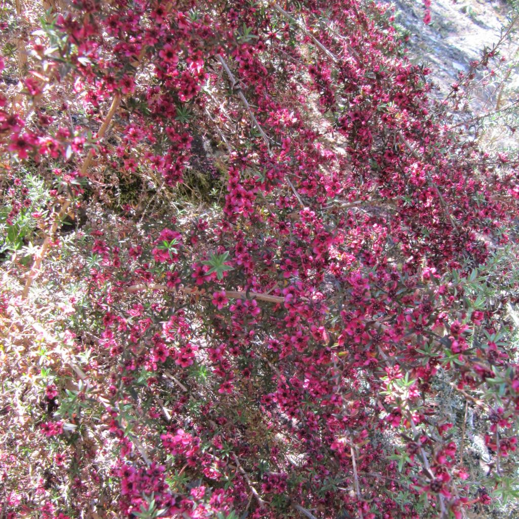 Leptospermum scoparium Jubilee - Steinsame