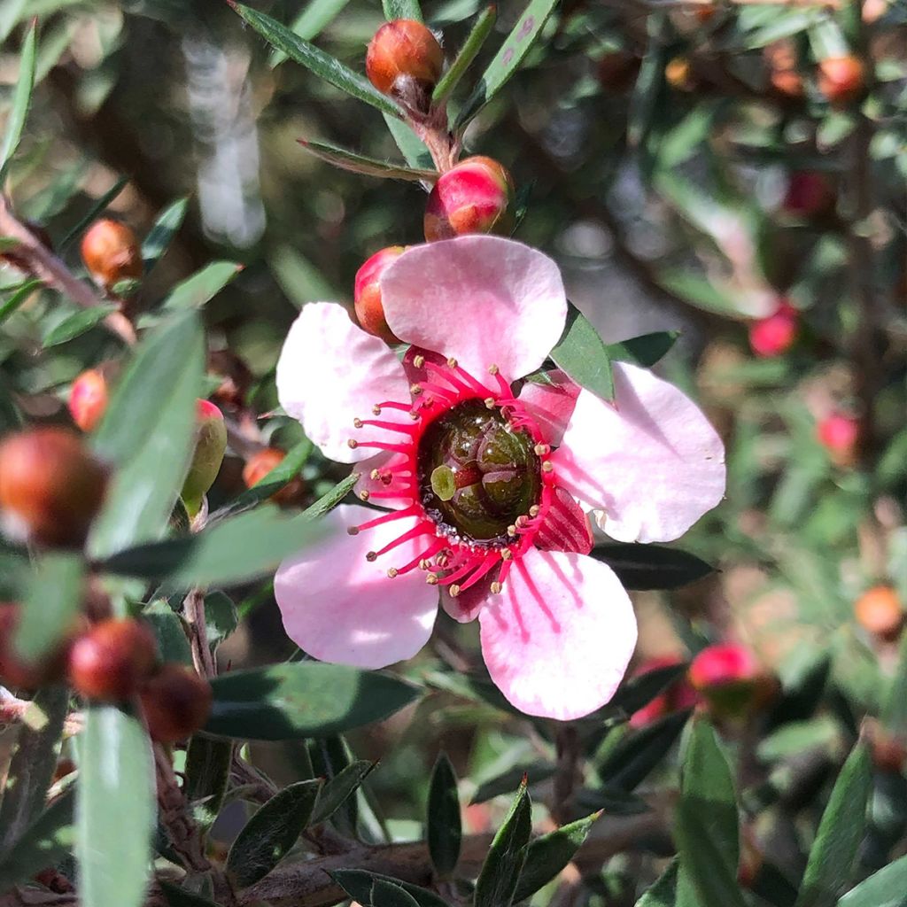 Leptospermum  scoparium Martini - Arbre à thé