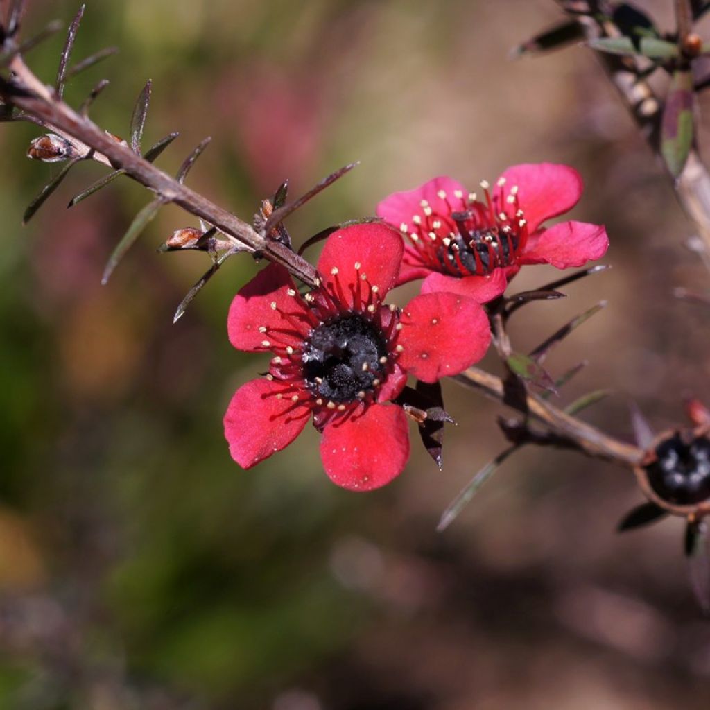 Leptospermum scoparium Nanum Kiwi - Steinsame