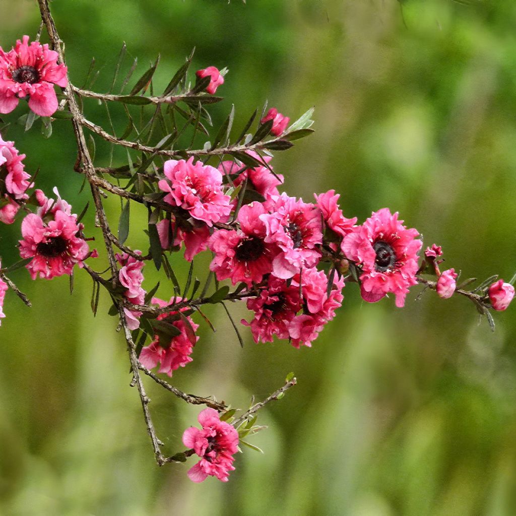 Leptospermum scoparium Red damask - Steinsame