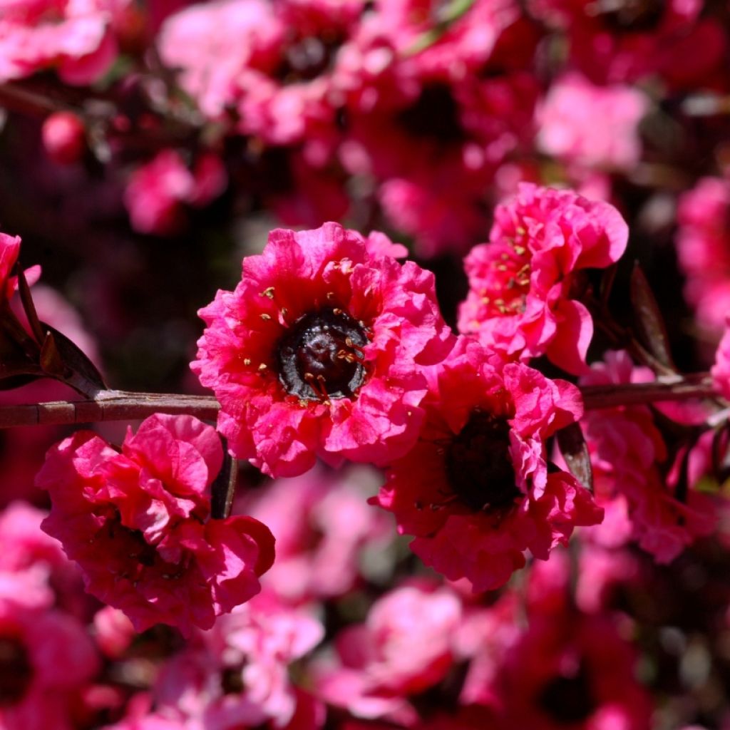 Leptospermum scoparium Red damask - Steinsame