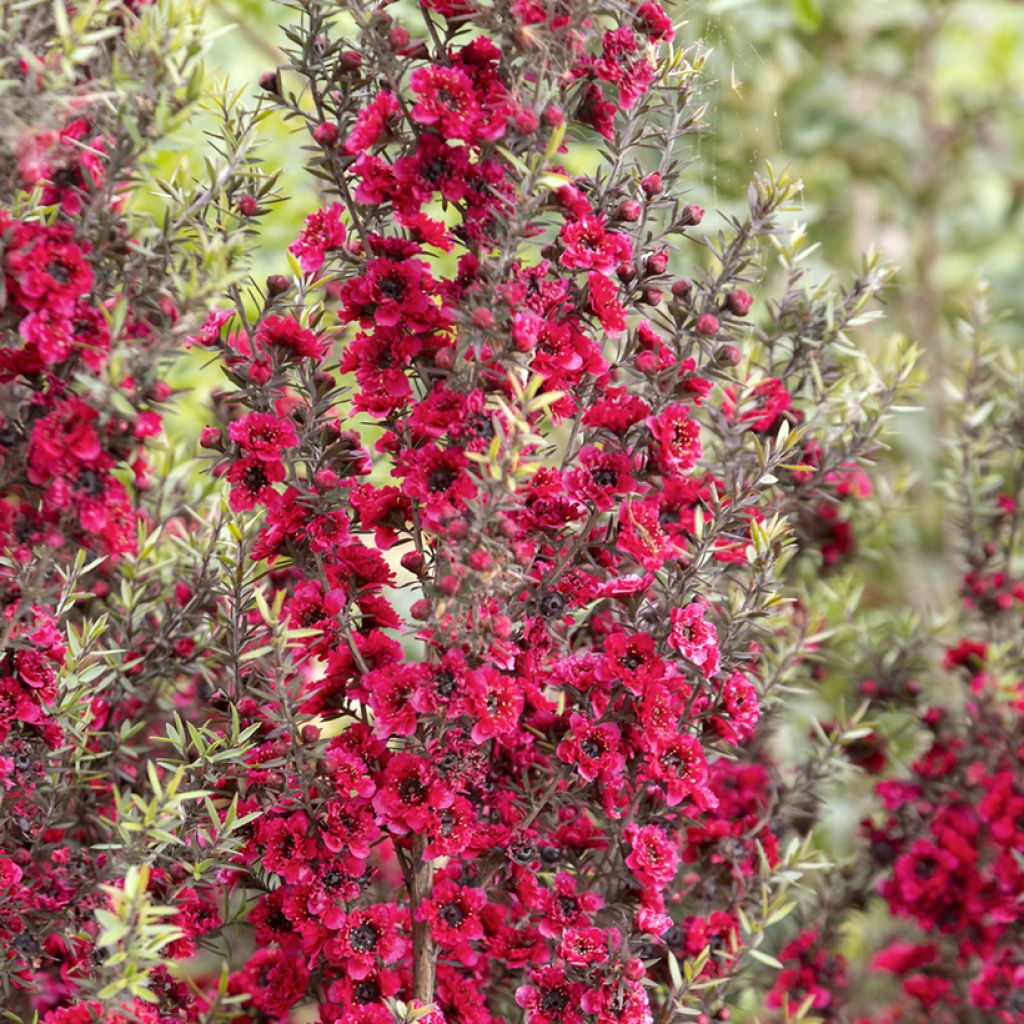 Leptospermum scoparium Red damask - Steinsame