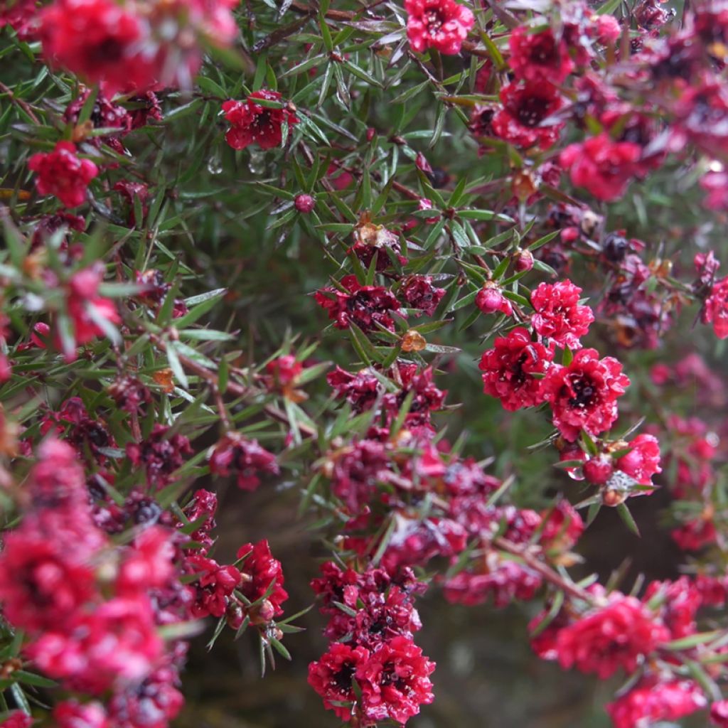 Leptospermum scoparium Red damask - Steinsame