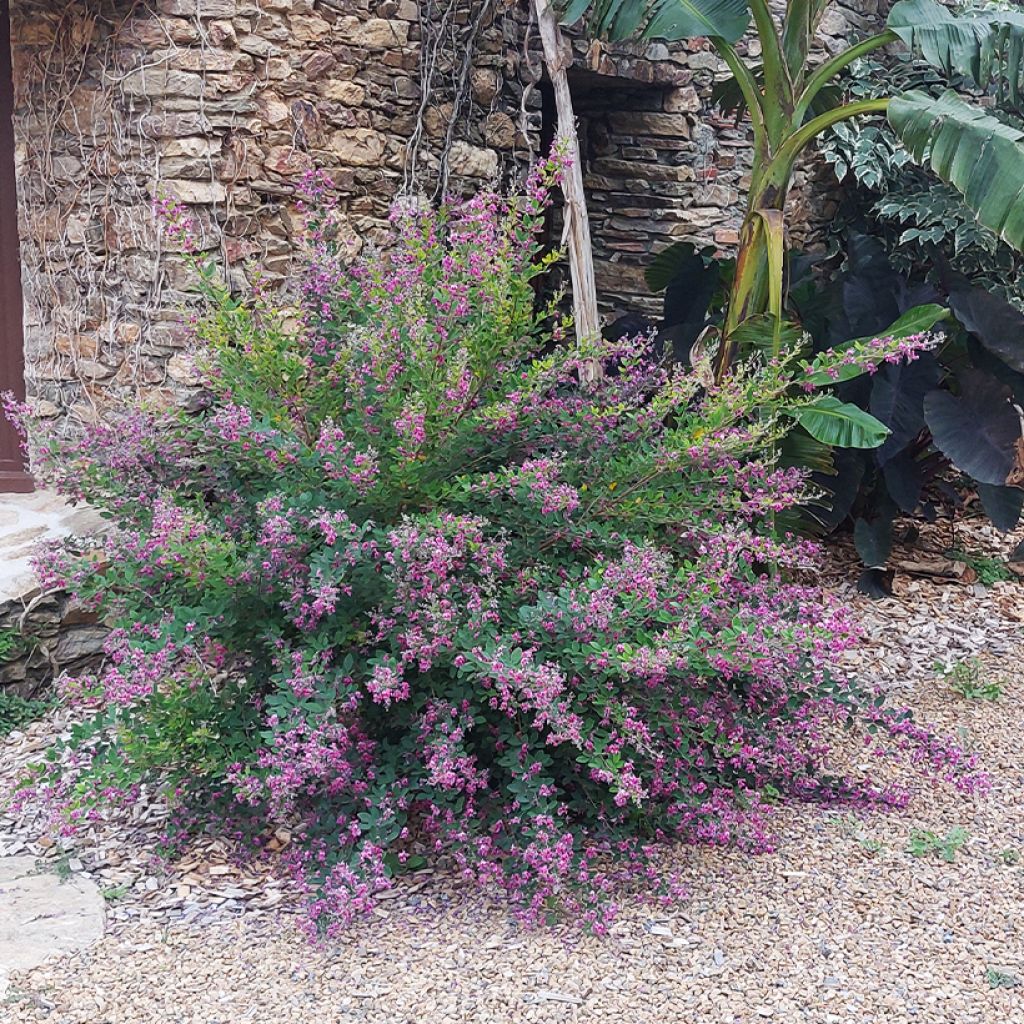 Lespedeza liukiuensis Little Volcano - Buschklee