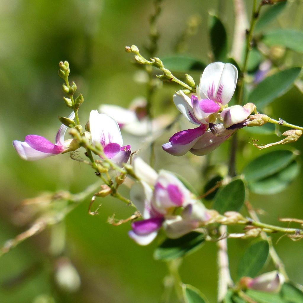 Lespedeza thunbergii Edo-Shibori - Thunbergs Buschklee